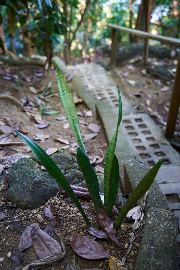 Luz En El Cielo Eco-B&B/Hostel มอนเตซูมา ภายนอก รูปภาพ